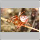 Araniella displicata - Radnetzspinne 01b 5mm - Sandgrube Niedringhaussee.jpg